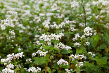 white buckwheat flowers during flowering