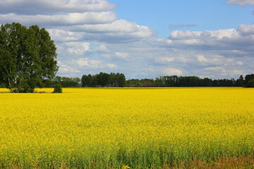 yellow blooming field with trees in sunny weather with clouds in the sky