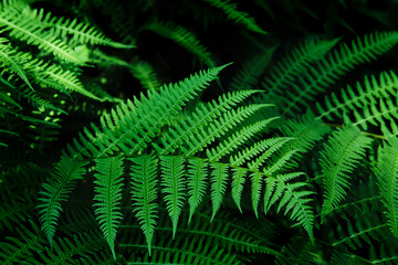 Beautyful ferns leaves background in sunlight. Green foliage natural floral pattern. Selective focus