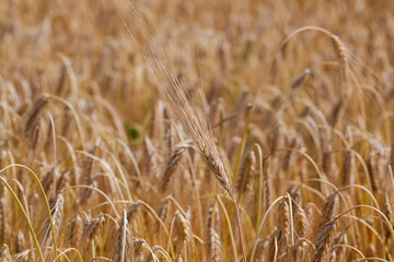 yellowed rye field about the time of maturation