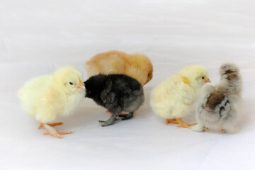 five freshly hatched chicks on white background.