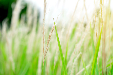 The grass flower is blowing in the wind in the open space, resting time.