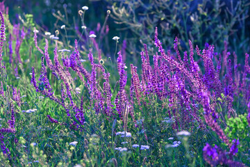 Beautiful floral natural background with sage salvia flower, blooming summer meadow, field medicinal herbs