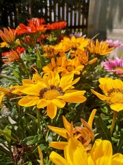 flowers in the garden