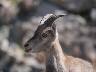 Chamois des Hautes-Alpes gros plan de profil