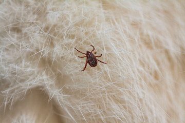 An ixodic infectious tick stuck to the head of a kitten. A tick bit a pet. Found a sucking viral tick among the dense hair of a cat.