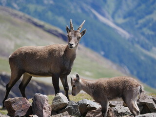 Chamois adulte et son petit