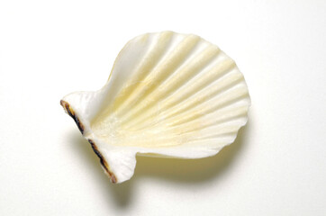 Fototapeta premium 貝がら