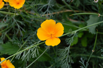 Eschscholzia closeup, yellow colorful flower