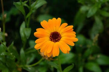 Calendula flower closeup, beautiful marigols