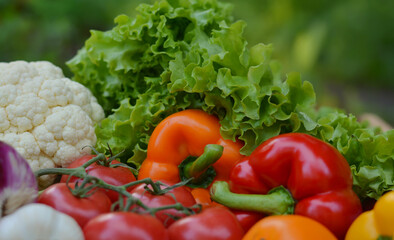 Beautiful fresh organic vegetables on the background of a blurred green vegetable garden. The concept of gardening, healthy eating, vegetarianism. Copy space for text