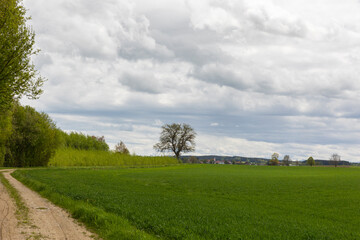 Fototapeta na wymiar Field path between green meadows lead to a tree under cloudy sky.