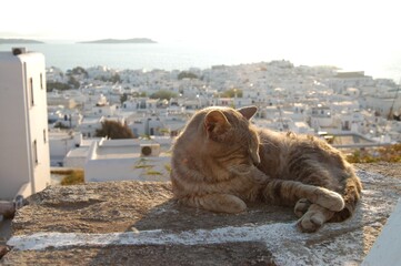 Cat living in Mykonos town