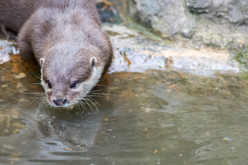 Otter face close-up. Otter entering the water.