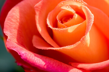 Dew drops on a pretty orange pink rose. Selective focus