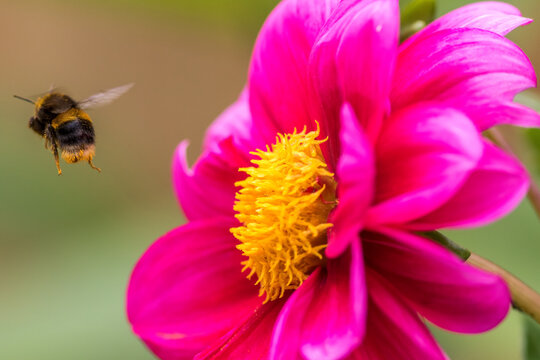 Bee pollination. Bumblebee with pollen flying near a peoni flower