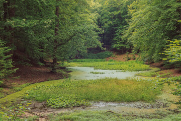 Dense pond in a lush green summer forest.