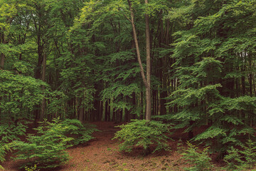 Lush green deciduous forest in summer.