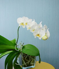 White orchid flowers in glass vase  on a  blue background. Blooming home plant, side view.	