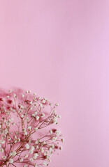 white flowers on pink background 