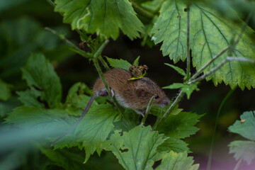 Little striped field mouse in the grass