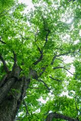 奥日光のミズナラの巨樹