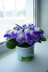 Saintpaulia ( African violets, Streptocarpus teitensis )  on windowsill, with violet flowers in a pot. Green home plants. Side view, copy space.	