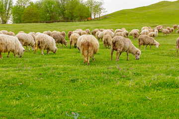 Fototapeta premium Sheep are grazing grass, on a pasture, meadow over hill