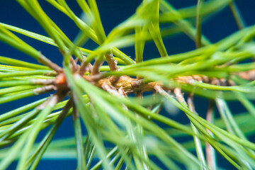 Close-up of coniferous needles in soft focus at high magnification
