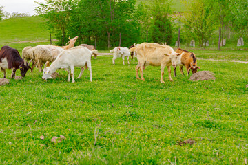 Obraz na płótnie Canvas Sheep are grazing grass, on a pasture, meadow over hill