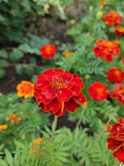 red flowers in the garden