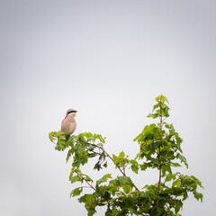 Red backed shrike on a bush