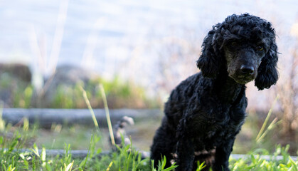 black and cute poodle dog 