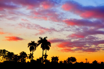 Silhouettes of palm trees against the backdrop of the enchanting sunset sky with red clouds.