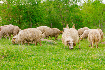 Fototapeta premium Sheep are grazing grass, on a pasture, meadow over hill