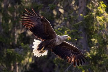 white-tailed eagle