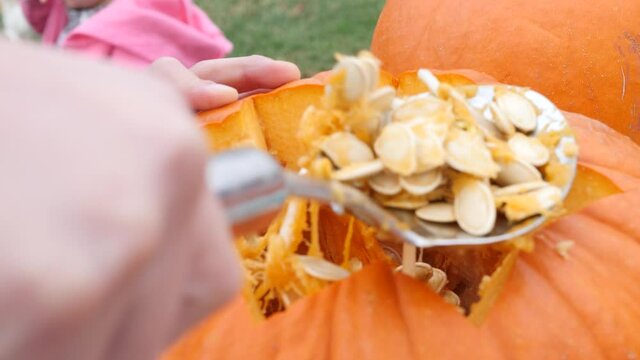 Close-up shot of a child removing pumpkin seeds and innards. Hand held close up video as boy removes pumpkin innards with the spoon.