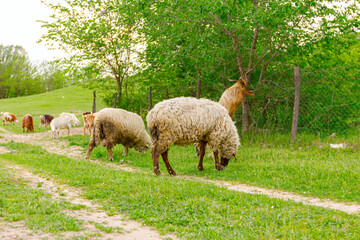 Obraz premium Sheep are grazing grass, on a pasture, meadow over hill