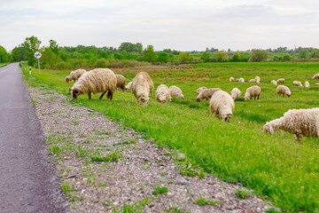 Sheep are grazing grass, on a pasture, meadow near the road