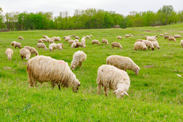Fototapeta premium Sheep are grazing grass, on a pasture, meadow over hill