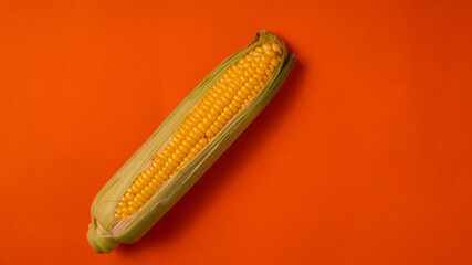 Ripe corn on a wooden table