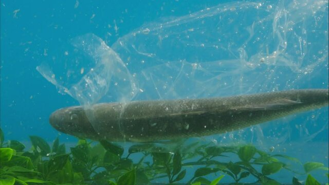 Dead fish in plastic garbage at the bottom of the ocean, water pollution concept. Rubbish waste in the sea damage the planet, environmental and ecological problems. 