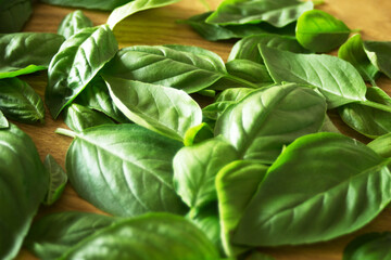 バジルの葉