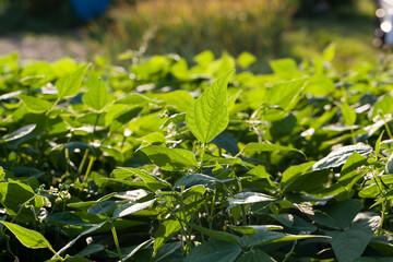 green foliage of asparagus beans in the field