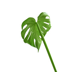 Bright young green monstera leaf shot inside out isolated on white background