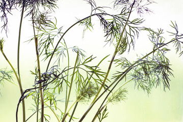 dill