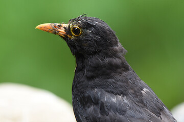 Nahaufnahme einer Amsel