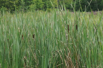 swamp of cat tails plants