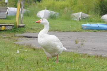 Naklejka na ściany i meble white domestic ducks near a dock