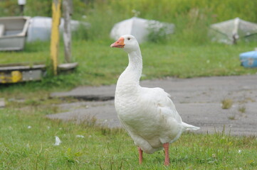 white domestic ducks near a dock